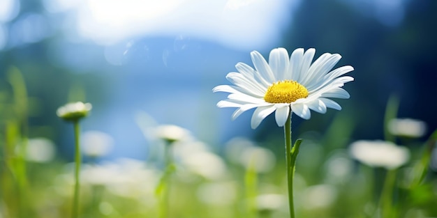 Gänseblümchenblume auf einem Feld