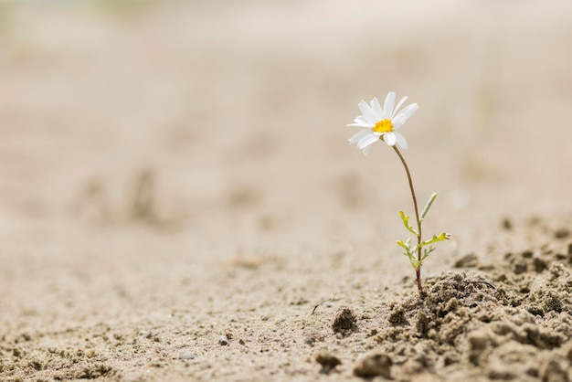 Gänseblümchenblume, die auf einer Sandwüste blüht