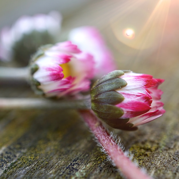 Gänseblümchenblume in der Natur