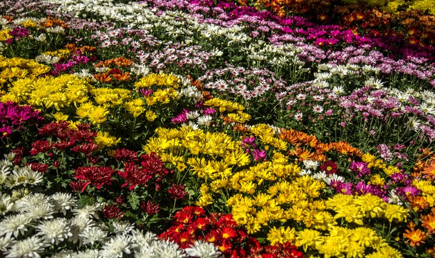 Gänseblümchenblume Pflanzenfarbe kultiviert