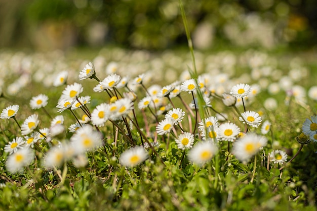 Gänseblümchenblume umgeben von grünem Gras im Frühling