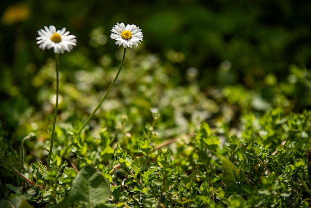 Gänseblümchenblume umgeben von grünem Gras im Frühling