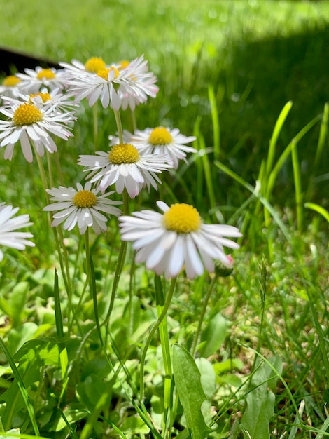 Gänseblümchenblumen auf einem Hintergrund des hohen Grases