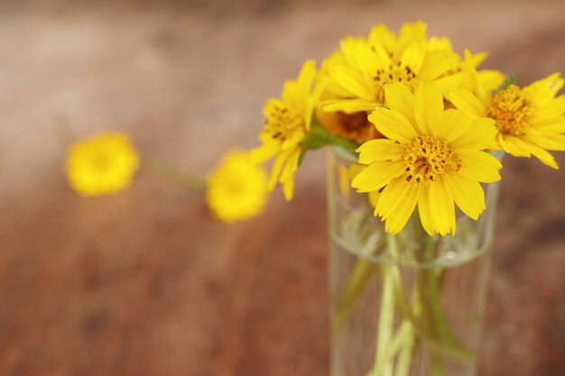 Gänseblümchenblumen in der Vase