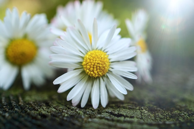 Gänseblümchenblumenanlage im Garten im Sommer, Gänseblümchen in der Natur