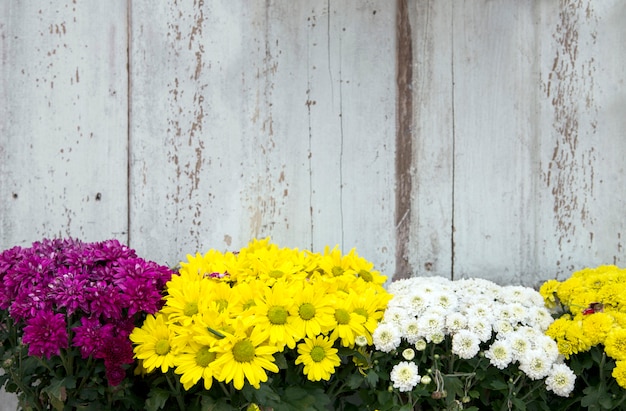 Gänseblümchenblumenstrauch vor Weinleseholz