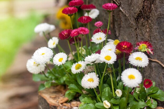 Gänseblümchenblumenwachsen im Garten