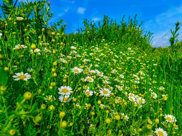 Gänseblümchenfeld mit grünem Gras