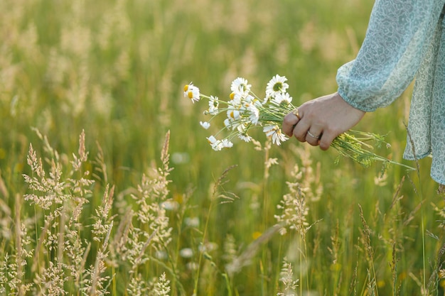 Gänseblümchenstrauß in der Hand einer Frau in abendlicher Sommerlandschaft in Nahaufnahme Junge Frau sammelt Wildblumen auf einer Wiese Unbeschwerter, stimmungsvoller Moment