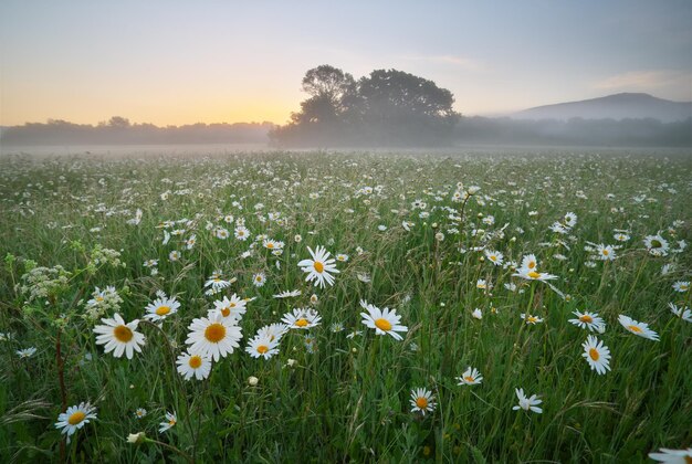 Gänseblümchenwiese am nebligen Morgen