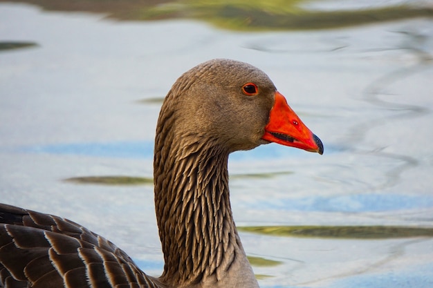 Gänseente im Wasser