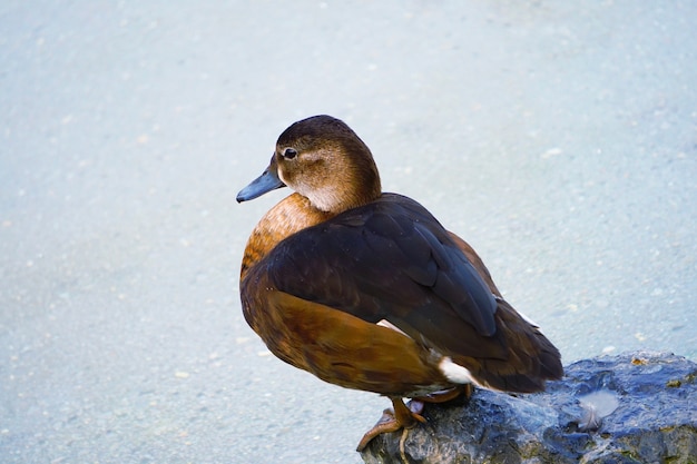 Gänseente im Wasser