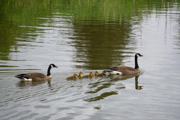 Gänsefamilie mit kleinen Babys schwimmen in einem Teich