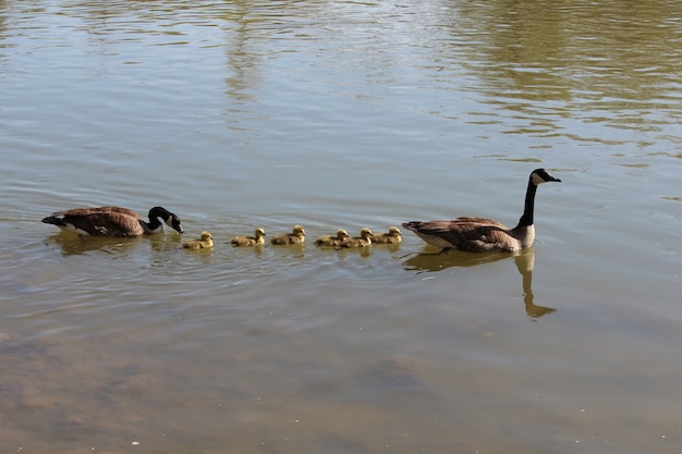 Gänsefamilie