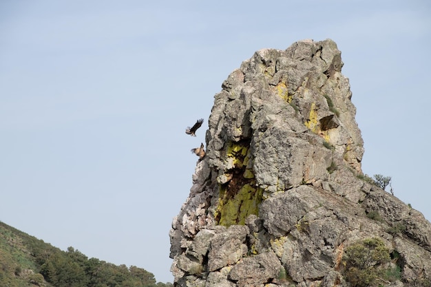 Gänsegeier fliegen rund um Salto del Gitano im Nationalpark Monfrague Caceres Extremadura Spanien