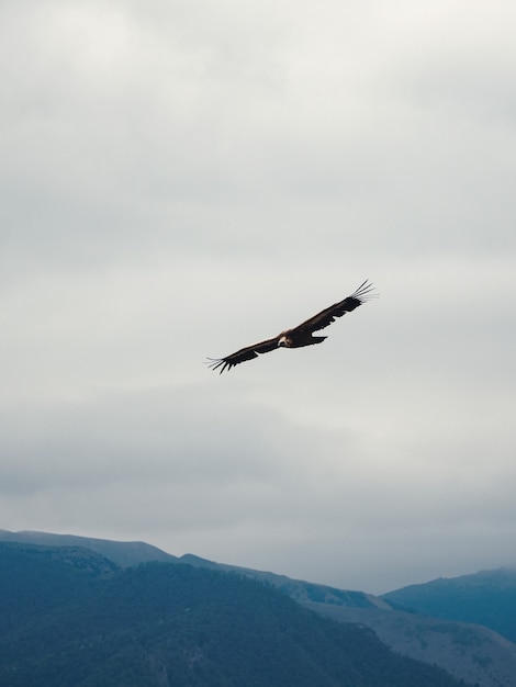 Gänsegeier Gyps Fulvus am Himmel über den Bergen fliegen, vertikale Ansicht.