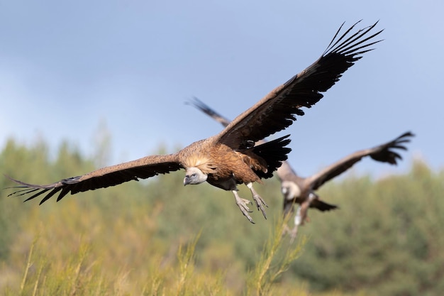 Gänsegeier Gyps Fulvus Avila Spanien