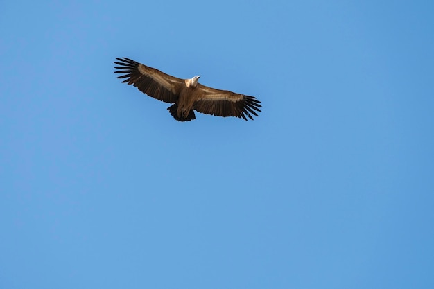 Gänsegeier Gyps Fulvus im Flug im Nationalpark Monfrague Extremadura Spanien