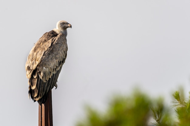 Gänsegeier (Gyps Fulvus) thront auf einer Stange