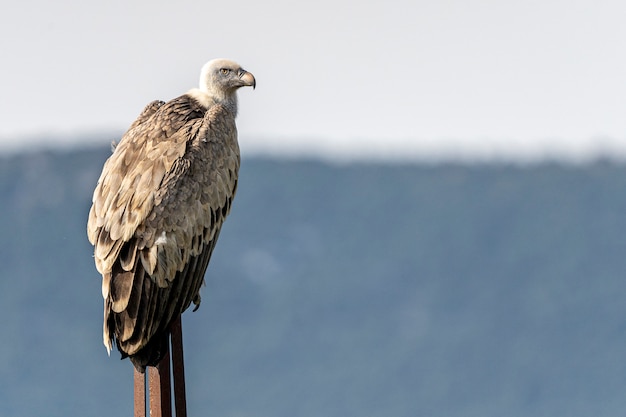 Gänsegeier (Gyps Fulvus) thront auf einer Stange