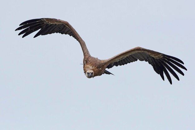 Foto gänsegeier gyps fulvus