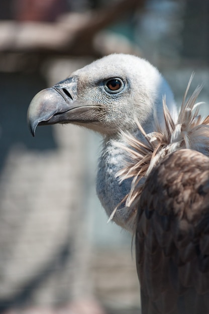 Gänsegeier Gyps himalayensis hautnah