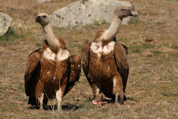 Gänsegeier in freier Wildbahn