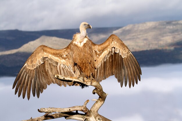 Gänsegeier in freier Wildbahn