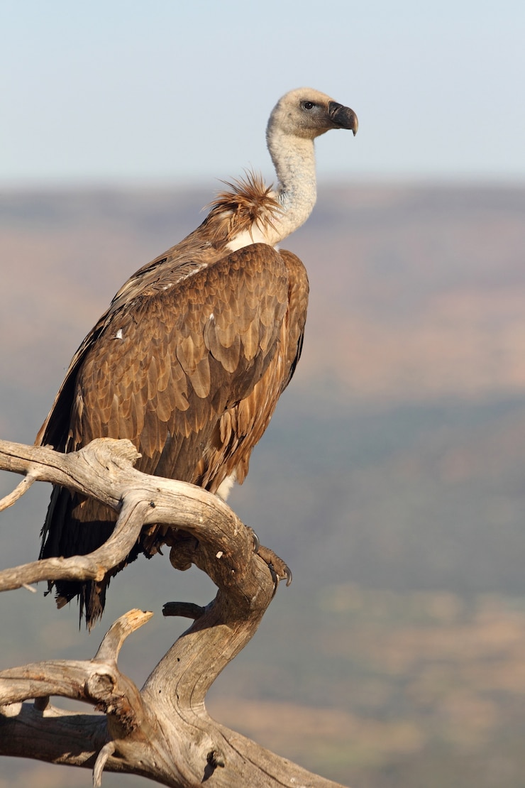 Gänsegeier mit den ersten Lichtern des Morgens