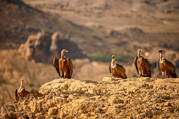 Gänsegeier oder Gyps fulvus sitzen auf dem Berg