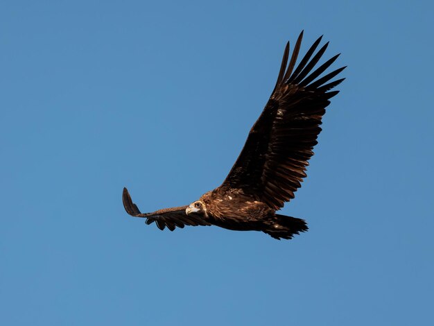 Gänsegeier Vogel im Flug