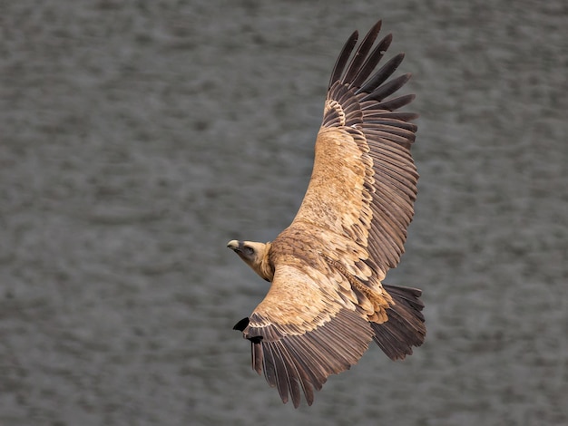 Gänsegeier Vogel im Flug