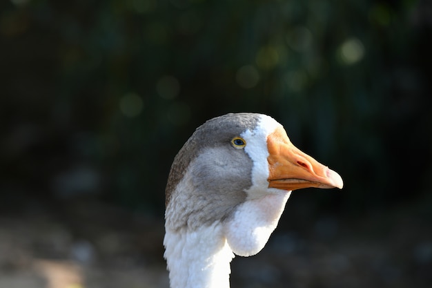 Gänsekopf fokussiert aus der Nähe