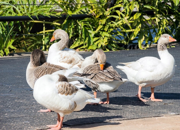 Gänseschwarm in der Sonne