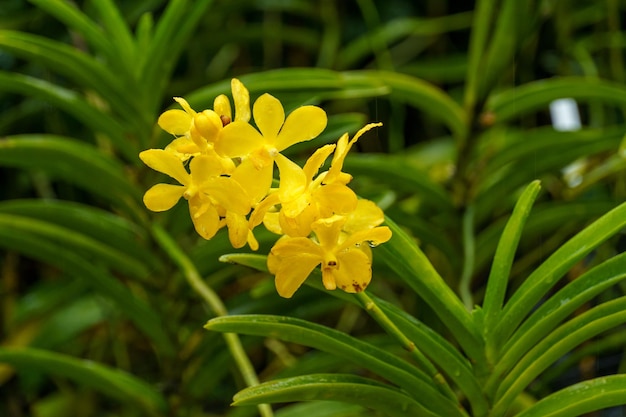 Gärten in Singapur