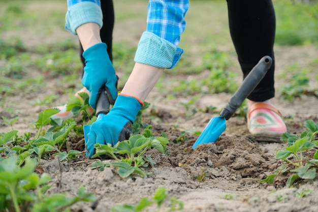 Gärtner bearbeitet Boden mit Handwerkzeugen, Frühlingsgartenarbeit