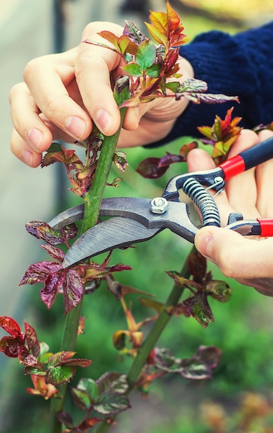 Gärtner beschneiden Rosen im Garten.