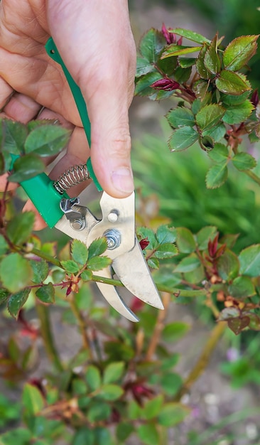 Gärtner beschneiden Rosen im Garten.