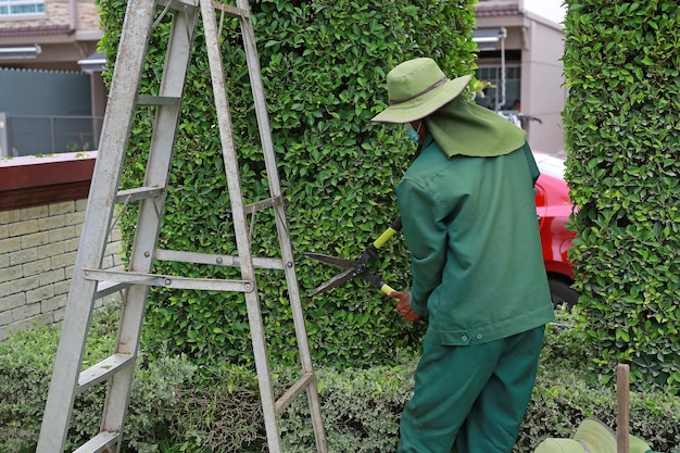 Gärtner beschneiden Äste eines Baumes mit Heckenschere und Gartenschere Rückansicht