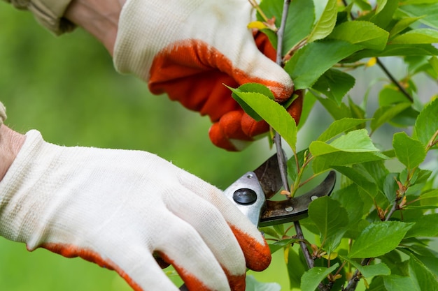 Gärtner beschneidet Bäume mit Beschneidungsschere vor dem Hintergrund der Natur