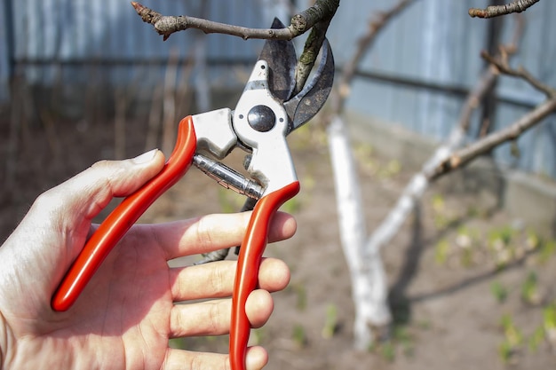 Gärtner, der Obstbäume mit Gartenscheren beschneidet