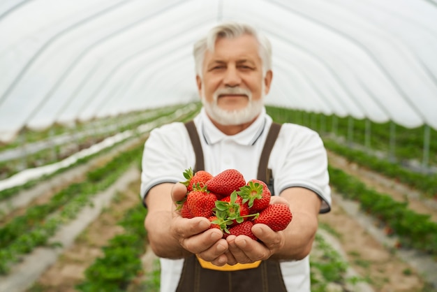 Gärtner, der reife Erdbeeren in den Händen hält