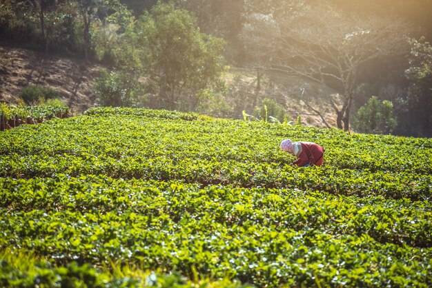 Gärtner Frau asiatisch. Halten Sie Erdbeeren in der Farm. Auf dem Berg. Thailand