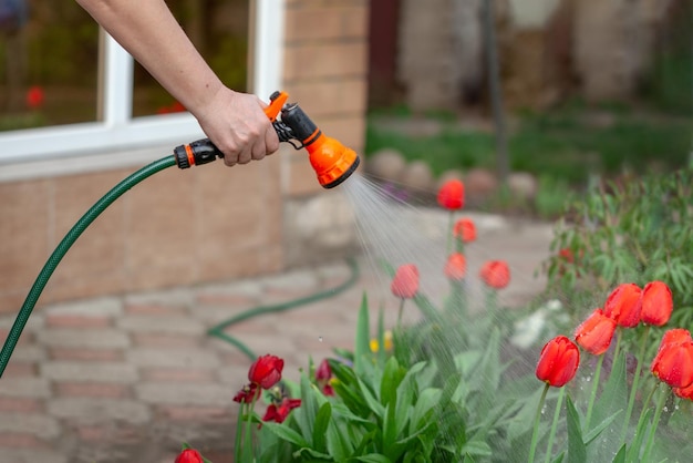 Gärtner gießt Blumen mit Schlauch im Garten. Funkelndes Wasser, das aus Sprinkler auf die roten Tulpen sprüht. Gartenarbeit im Sommer.