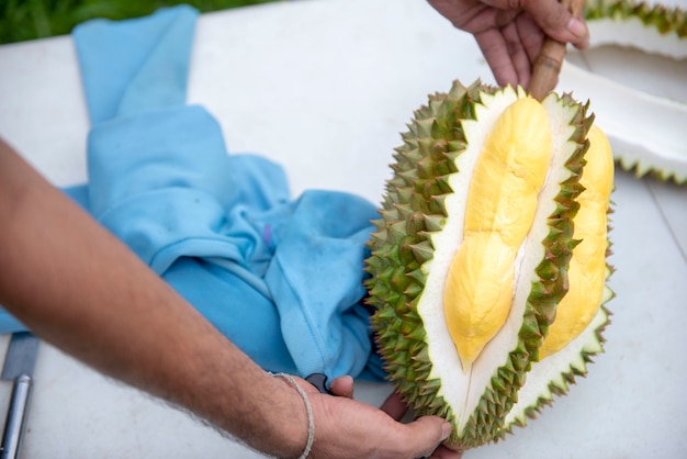 Gärtner hüllen Durian. Gelb ist schön zu essen.