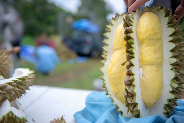 Gärtner hüllen Durian. Gelb ist schön zu essen.