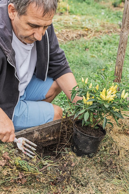 Gärtner in Arbeitskleidung beim Pflanzen von Pfeffersämlingen im Garten