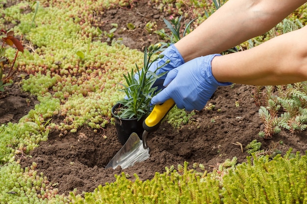 Gärtner in Nitrilhandschuhen pflanzt mit einer kleinen Schaufel Nelkenblüten auf ein Gartenbett