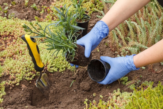 Gärtner in Nitrilhandschuhen pflanzt mit einer kleinen Schaufel Nelkenblumen auf einem Gartenbeet