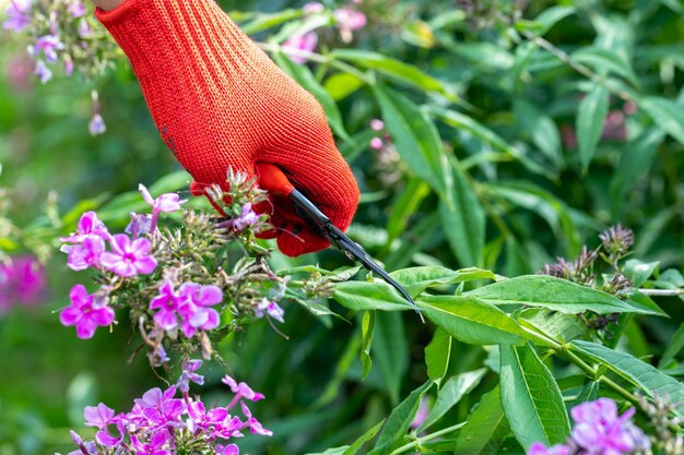 Foto gärtner in roten handschuhen beschneidet mit beschneidungsschere verblasste phloxblumen